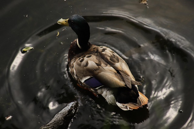 10 smarte tricks til hurtigere at løse krydsord